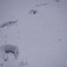 Walking in Snow by ragnhildmorland