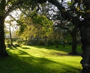 9th Nov 2012 - Afternoon sun in the Museum Gardens