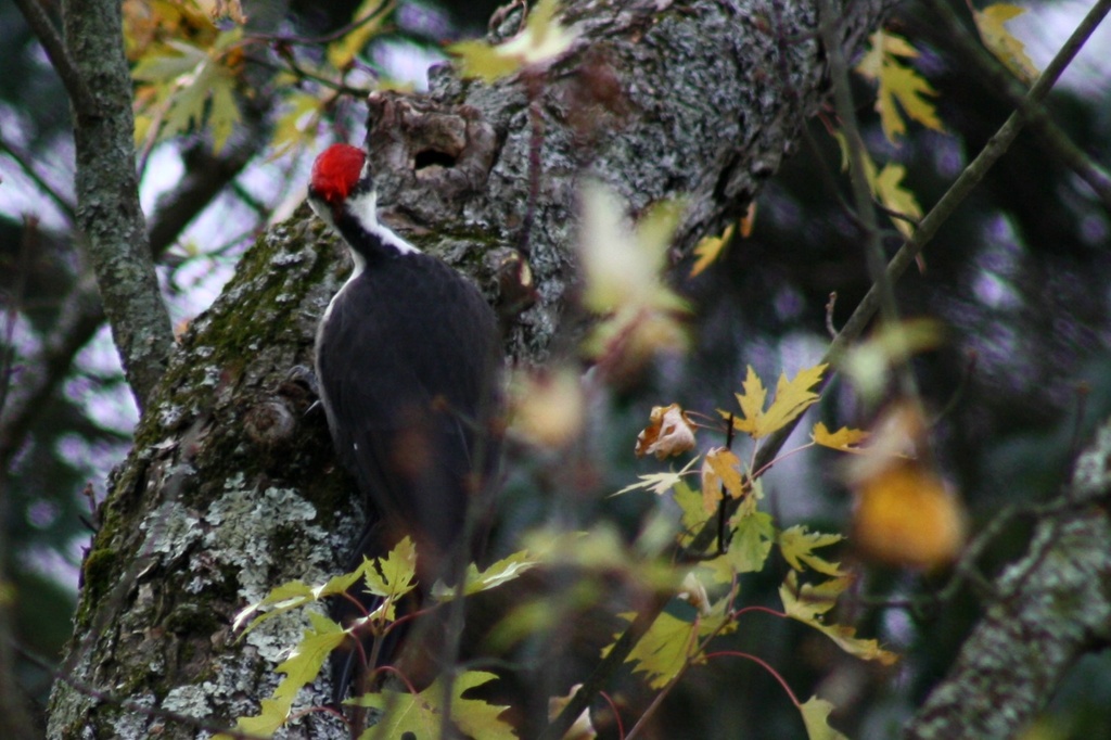 Pileated woodpecker by mittens