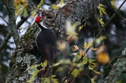 9th Nov 2012 - Pileated woodpecker