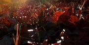 9th Nov 2012 - A Yard Full of Leaves