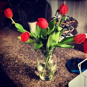 7th Nov 2012 - November tulips