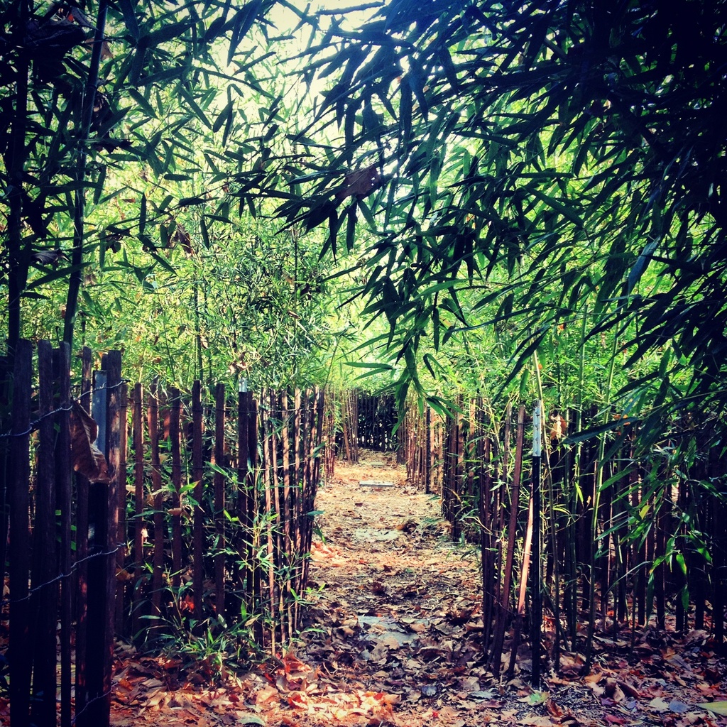 Apple Works bamboo maze by cassaundra