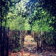 4th Nov 2012 - Apple Works bamboo maze