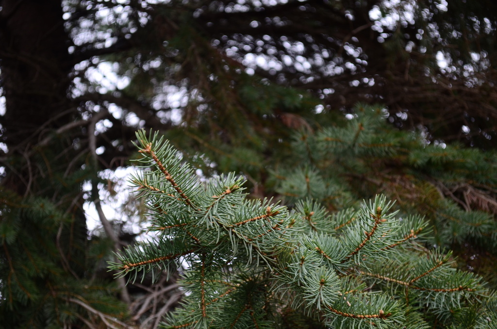 Blue Spruce Trees - Tag Challenge blue & life by myhrhelper
