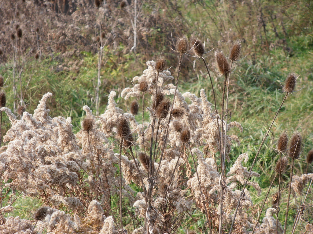 Fall Weeds by julie
