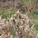 Fall Weeds by julie
