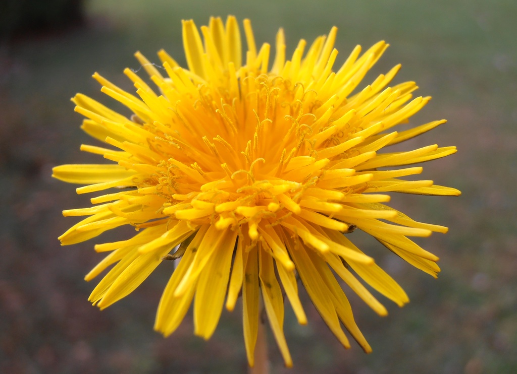 Dandelion by julie