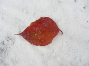2nd Nov 2012 - Red leaf on the snow