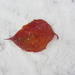 Red leaf on the snow by annelis