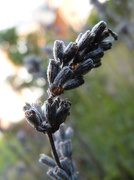 10th Nov 2012 - Macro