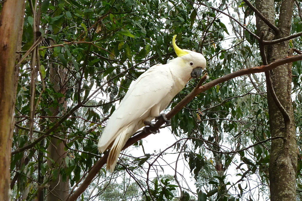 Savage Cockatoo by kjarn