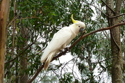 5th Nov 2012 - Savage Cockatoo