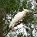 Savage Cockatoo by kjarn