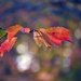 Autumn Bokeh by soboy5