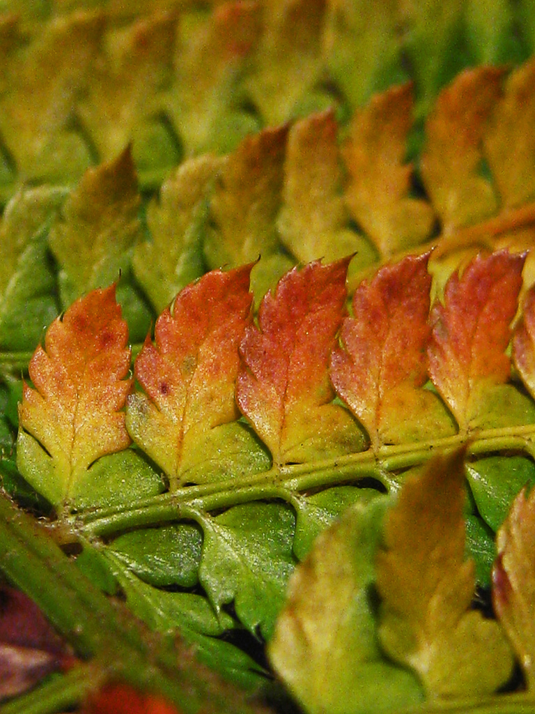 autumn fern by jantan