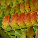 autumn fern by jantan