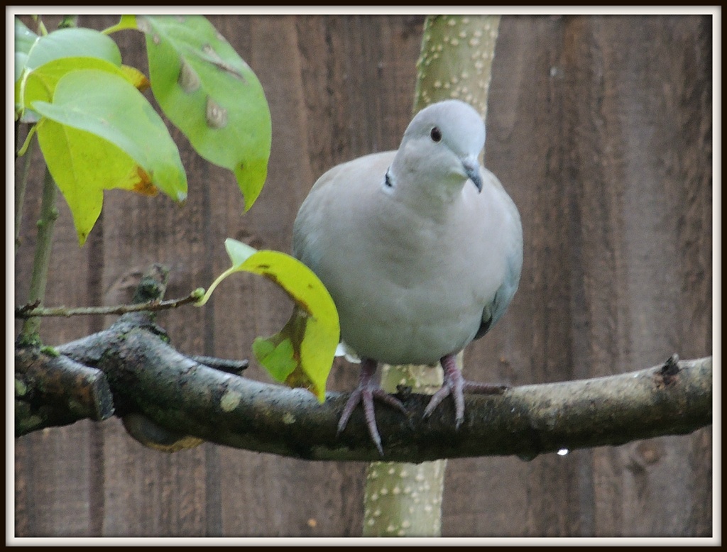 Collared Dove by rosiekind
