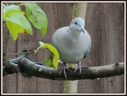 10th Nov 2012 - Collared Dove