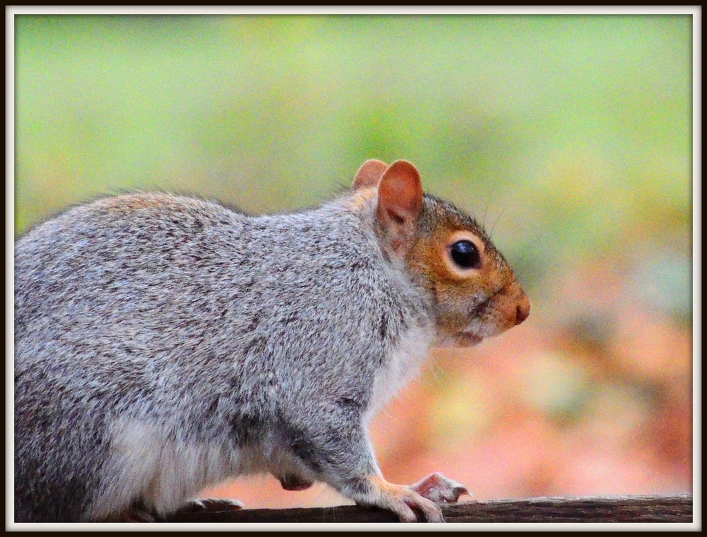 Squirrel he's awatching by rosiekind