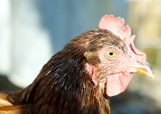 10th Nov 2012 - My Hen