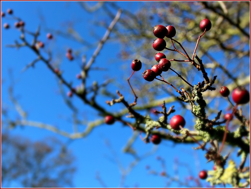 Berries in a blue sky. by happypat