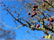 9th Nov 2012 - Berries in a blue sky.