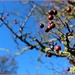 Berries in a blue sky. by happypat