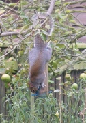 10th Nov 2012 - Squirrel gymnastics