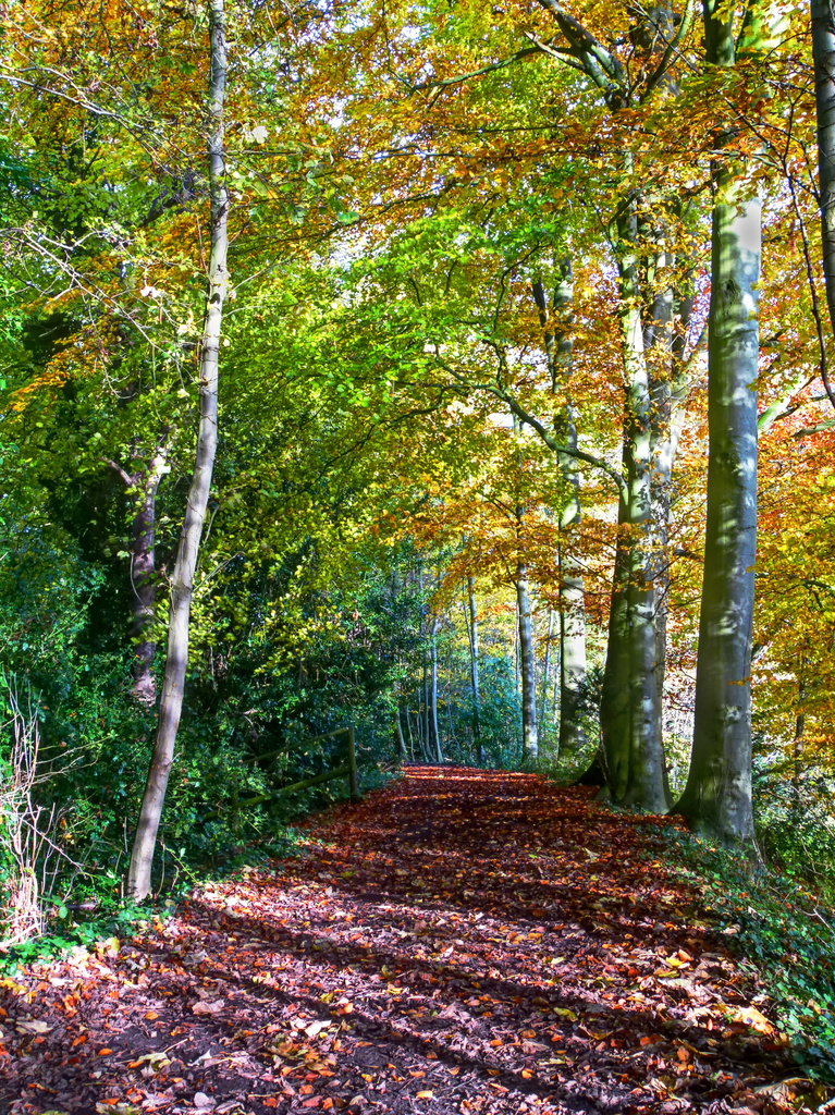 woodland walk by jantan