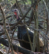 10th Nov 2012 - Wild Turkey