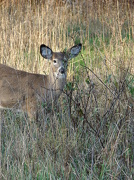 5th Nov 2012 - Oh Deer