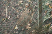 10th Nov 2012 - Looking through the fence