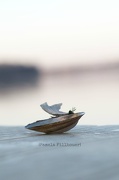 10th Nov 2012 - a seashell...