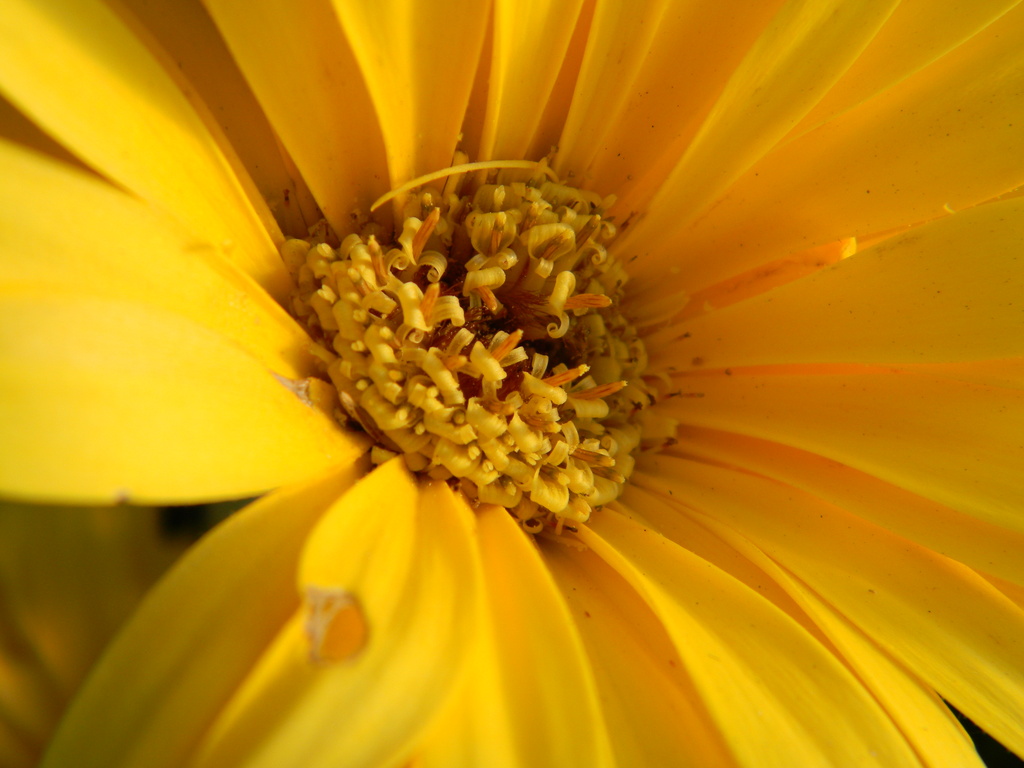 Close-up of Yellow Daisy 11.1.12 by sfeldphotos
