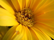 8th Nov 2012 - Close-up of Yellow Daisy 11.1.12