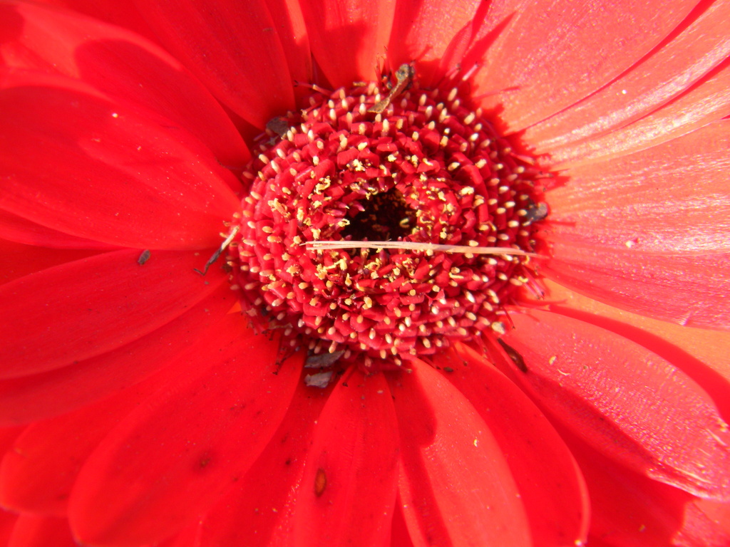 Close-up of Gerbera Daisy 11.10.12 by sfeldphotos
