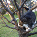 Cat Up a Tree by lisabell