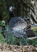 30th Oct 2012 - Wild Turkey