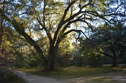 10th Nov 2012 - Path in the woods,  Charleston County, SC
