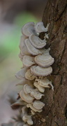 24th Oct 2012 - Fungi