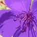 Purple flower by madamelucy