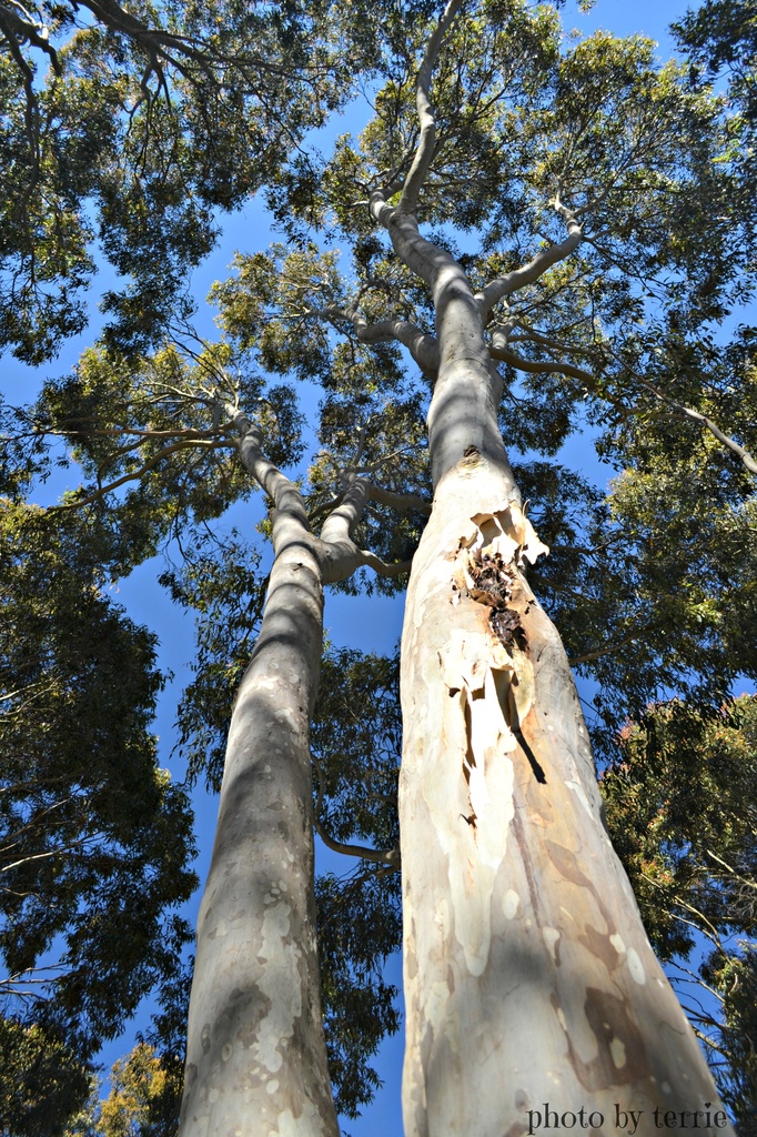 Tall Gums by teodw