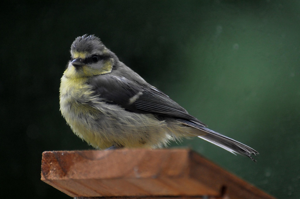 Great tit chick - Blue tit chick by overalvandaan