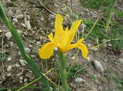 9th Nov 2012 - Yellow Dutch Iris