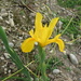 Yellow Dutch Iris by kiwiflora