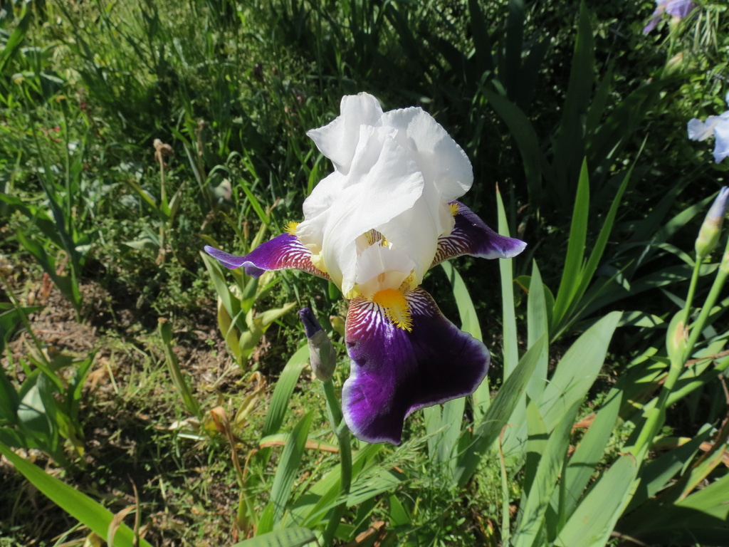 Purple & White Bearded Iris by kiwiflora