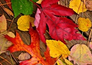 11th Nov 2012 - Fallen Leaves