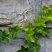 Vines on Wall by harvey