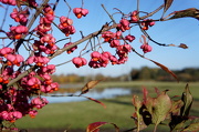 11th Nov 2012 - Spindleberries